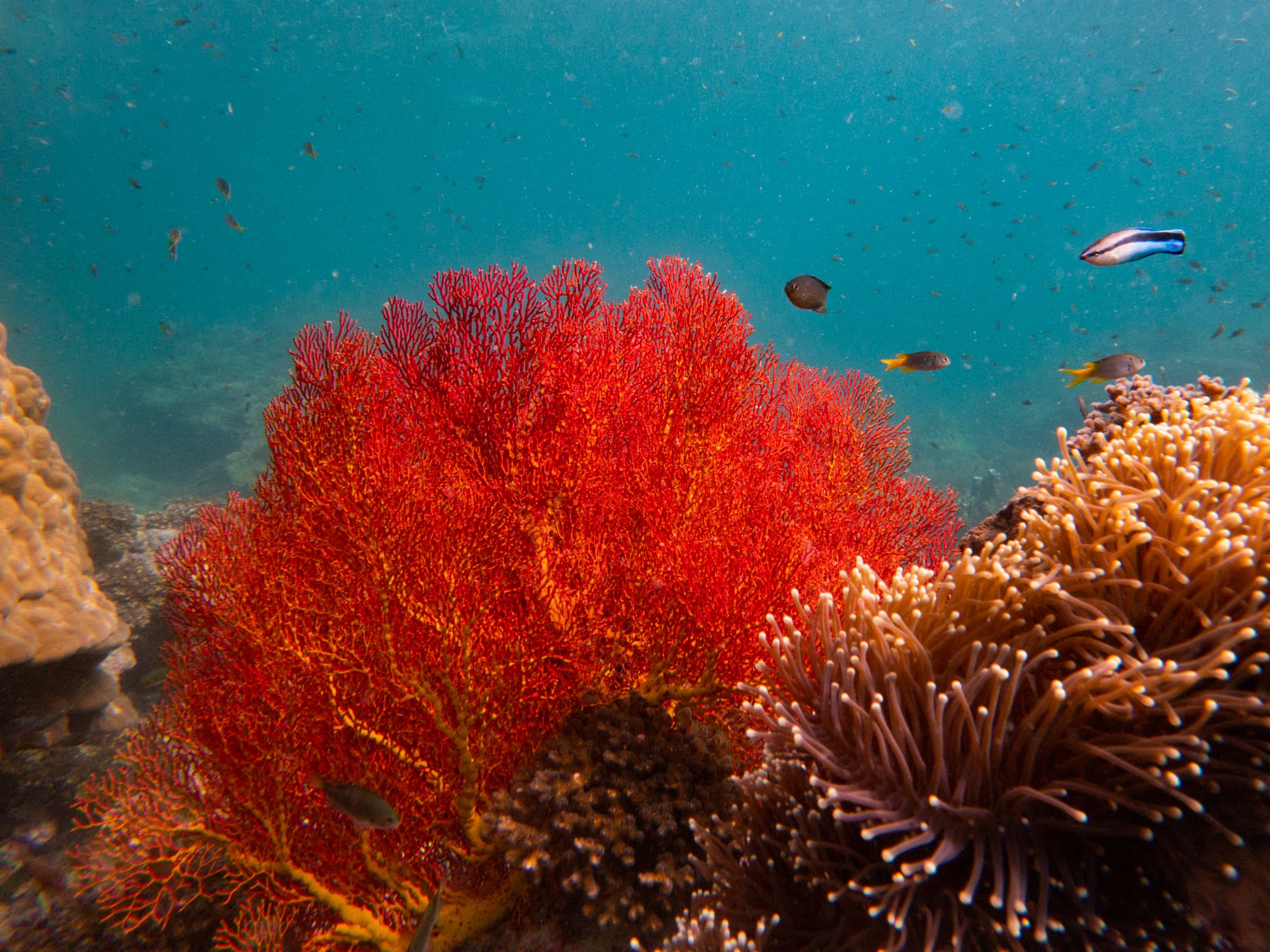 Thapwarin Resort Koh Ngai